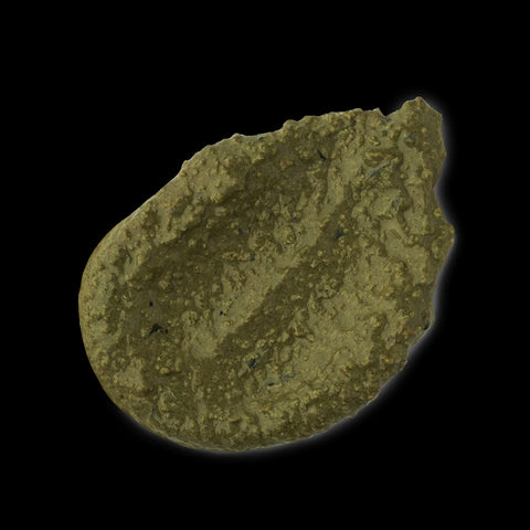 Lazy Lawrence Pixie Pony